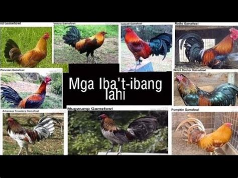 kinds of panabong na manok|MGA IBA'T.